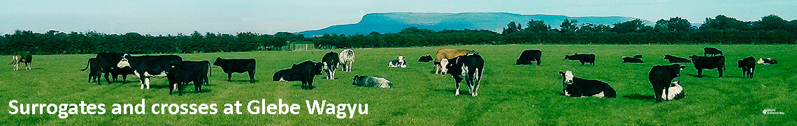 Wagyu surrogates and crosses on Glebe Wagyu at Derry on Northern Ireland, UK